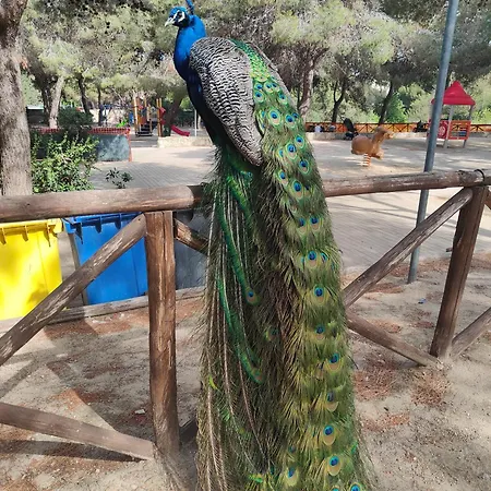 Rosmarina *